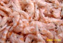 Freeze-dried Krill