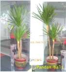 INDOOR PLANT RENT - 0817885013