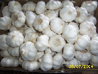 Fresh Chinese Garlic-white,  pure white