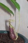 Kantong Semar / Nepenthes ; Rafflesiana