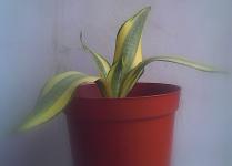 Sansevieria Trifasciata Hahnii Asahi (SOLD)