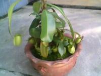 Ampuraria hijau