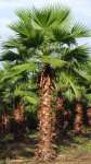 Palm Washingtonia Robusta
