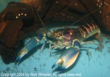 Cherax Crayfish