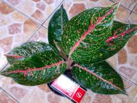 Reina mau 7 daun (Terjual)