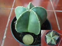 Astrophytum myriostigma nudum