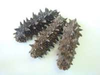Sell Dried Sea Cucumber