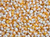 Yellow Corn,  Maize