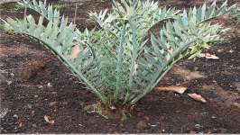 encyphalartos horidus dwarf