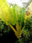 Sente Kuning / Alocasia macorriza