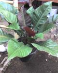 Philodendron Red Emerald sp.