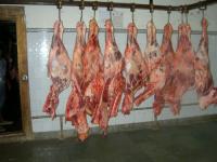 Frozen Meat [ Beef,  Lamb,  Veal and Buffalo meat ]