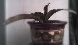 Sansevieria Kirkii Brown