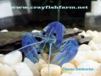 Lobster hias (exotic crayfish)