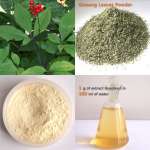 Panax Ginseng Leaves Extract 80% ginsenosides