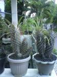 Pachypodium cab 2 kembar