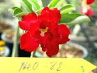 Adenium Double Flower # 082