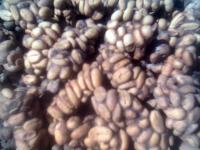 coffee civet/kopi luwak natural