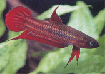 Betta Coccina