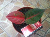 Sturdust 2 daun (terjual)