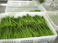 IQF/ frozen green asparagus