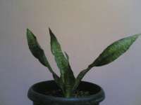 Sansevieria ' black-silver roses'