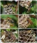 Bee & Wasp Control Programe ( BCP ) / Program Pengendalian Sarang lebah dan Tawon