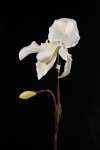 artificial slipper orchid