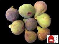 Pohon Buah Tin Negrone