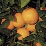 Clementine and Orange of Morocco