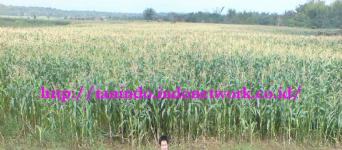 Jasa Konsultasi Penanaman Perkebunan Jagung Corn Estate