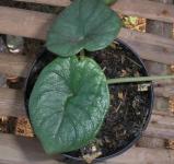 Bibit Alocasia Melo