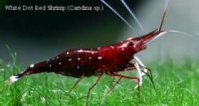 White Dot Red Shrimp ( Caridina sp.)