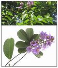 Banaba leaf extract / Corosolic acid