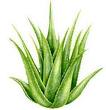 BUY ALOEVERA PRODUCTS