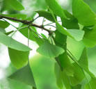 Ginkgo Biloba Leaf extract