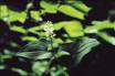 maianthemum bifolium extract