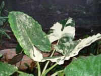 Alocasia variegata