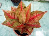 Legacy induk merah/terjual