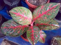 Aglaonema Yoanna (Terjual)