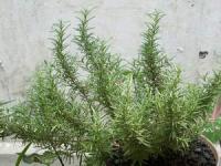 Rosmari ( Latin: Rosmarinus officinalis L.) Familia: Lamiaceae > > SMS= 081-32622-0589 > > SMS= 081-901-389-117