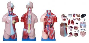 se/q105 42CM Sexless Torso 18 Parts, education model