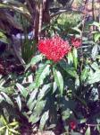 Soka King (Ixora)