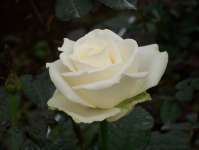 Bunga Potong Mawar Holland