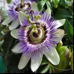 Passion flower extract