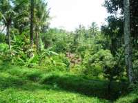 Land for Sale in Payangan - Ubud