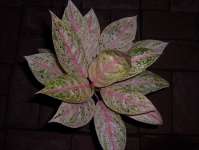 Illumination Indukan ( 17 daun) # # # # TERJUAL # # # #