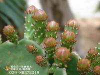 Cactus P.E.