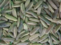 Gulmohar seeds ( Delonix regia)