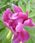 Paeonia lactiflora Pall Extract